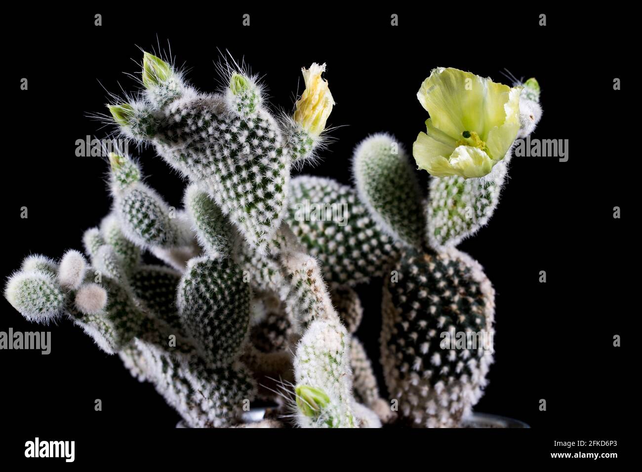 Flor cactus cerrar conejito suculento con flor amarilla. Delicada flor de  cactus del desierto Fotografía de stock - Alamy