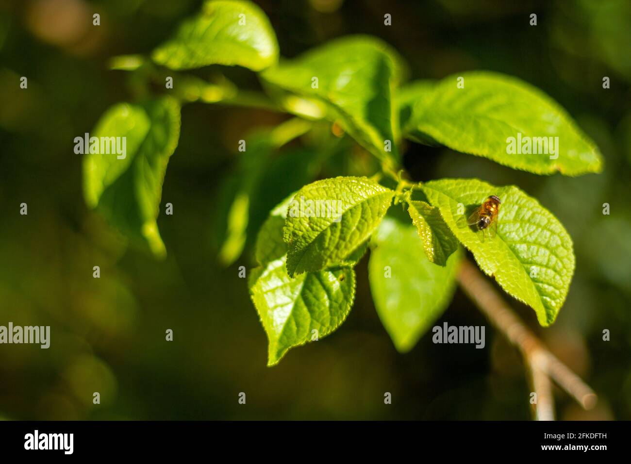 Primer plano de las hojas verdes con una abeja en un soleado Día Foto de stock