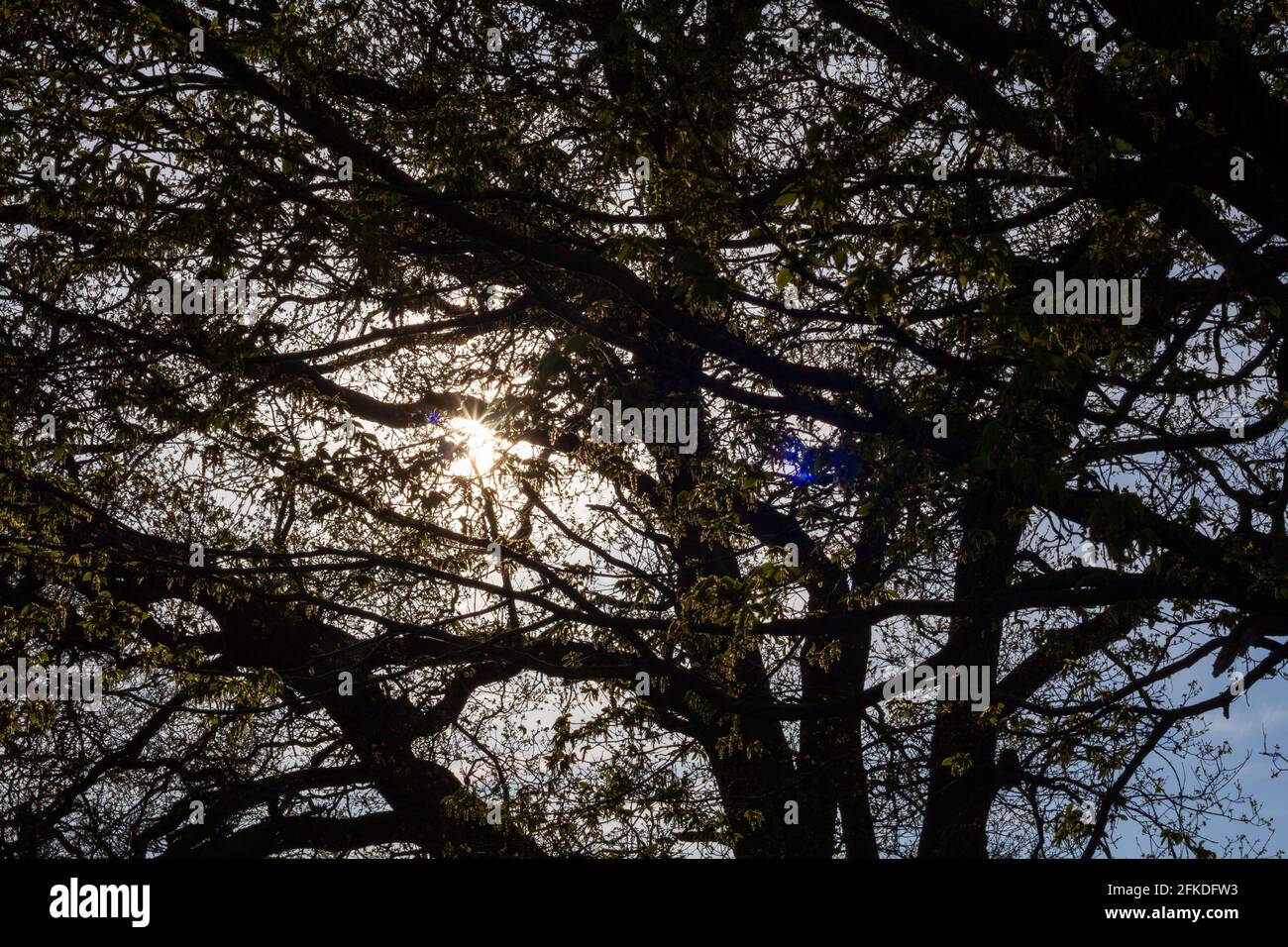 Amplio disparo del sol brillando a través de las ramas de A. árbol en un día de primavera Foto de stock
