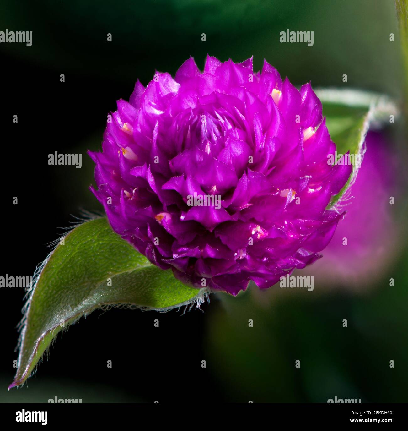 Primer plano de una sola flor Globe Amaranth mediante la técnica de apilamiento de enfoque. Foto de stock