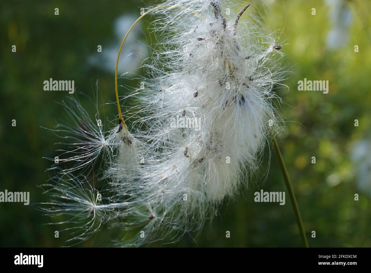 Hierba con pelusa blanca fotografías e imágenes de alta resolución - Alamy