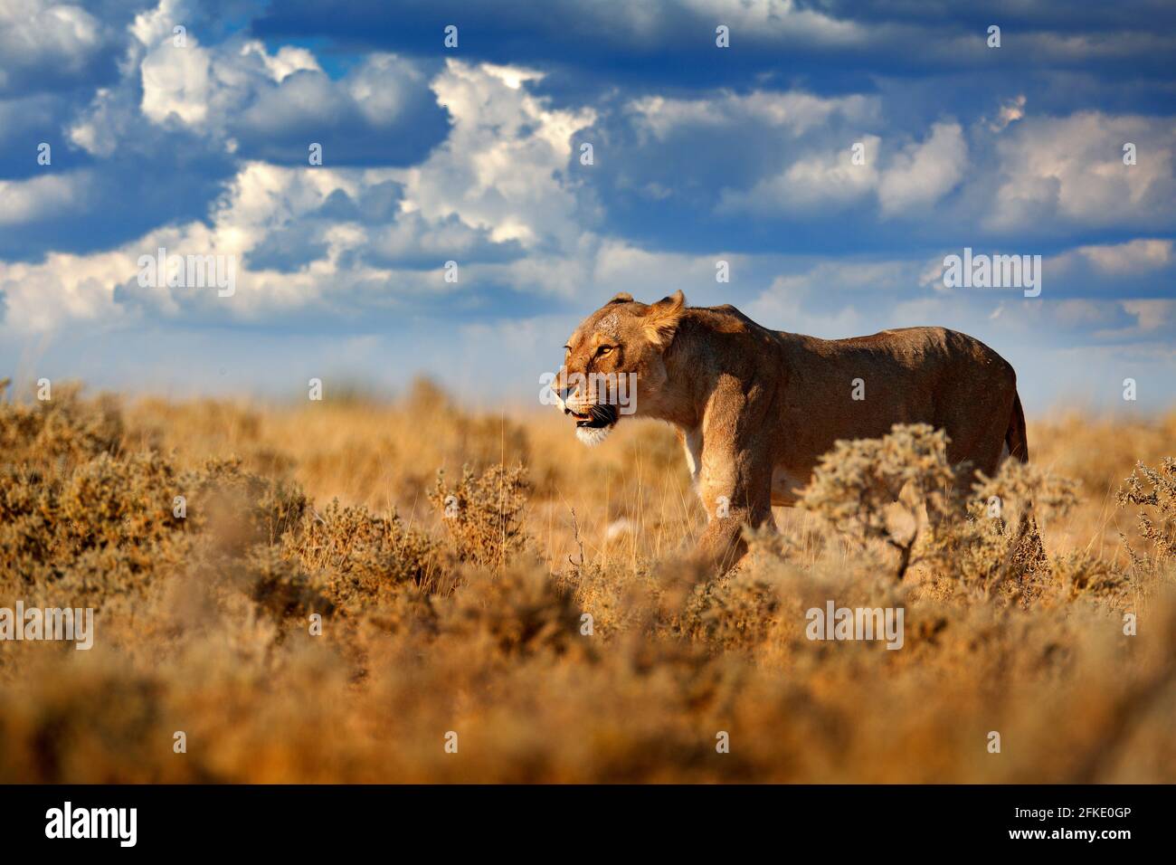 Caminata del león. Retrato de león africano, Panthera leo, detalle de animales grandes, Etocha NP, Namibia, África. Gatos en hábitat natural seco, día soleado caliente en des Foto de stock