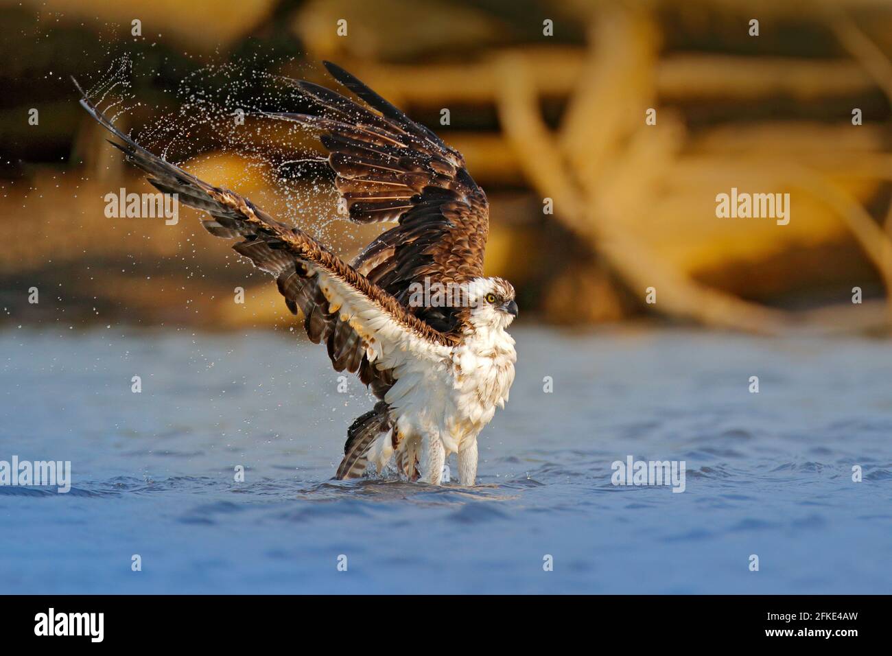 Águila pescadora voladora. Escena de acción con aves, hábitat de agua  natural. Osprey caza en el agua. Ave blanca de presa luchando con peces  Fotografía de stock - Alamy