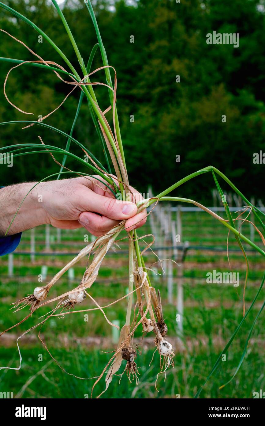 Manojos de cebolla de primavera fotografías e imágenes de alta