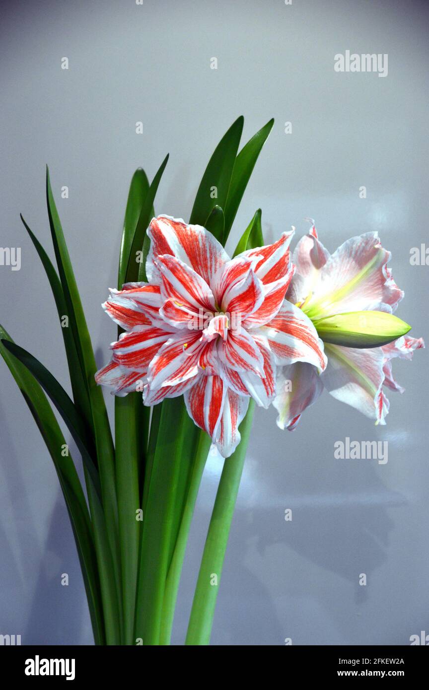 Flor doble Hipeastrum 'Dancing Queen' (Amaryllis) Housplant de rayas rosadas y blancas en Vase, Foto de stock
