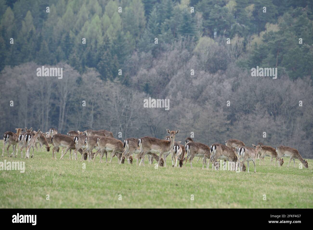 Zehrov, República Checa. 1st de mayo de 2021. Parte de una manada de ciervos barbecho en un prado del Paraíso Bohemio (a 70 kilómetros al norte de Praga) en la República Checa. Crédito: Slavek Ruta/ZUMA Wire/Alamy Live News Foto de stock