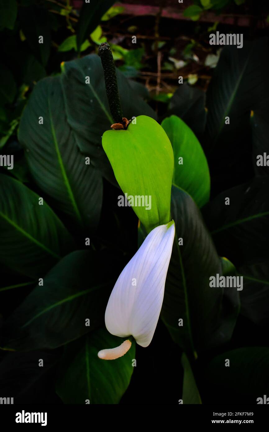 Flor blanca de anturio flamingo en foco con verde y blanco las láminas se  disparan desde el ángulo superior Fotografía de stock - Alamy