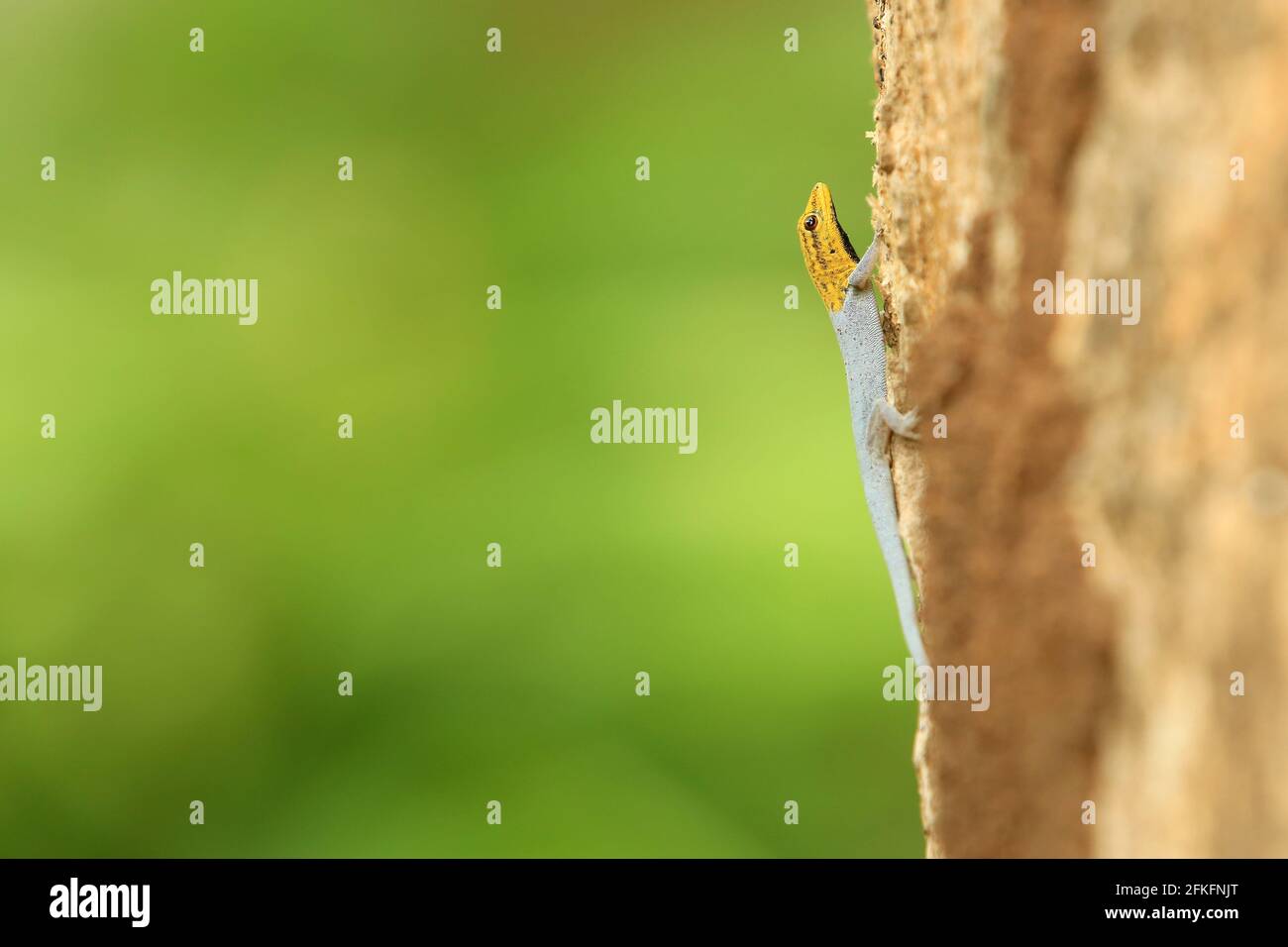 Dwarf Gecko de cabeza amarilla en un árbol de Tanzania Foto de stock