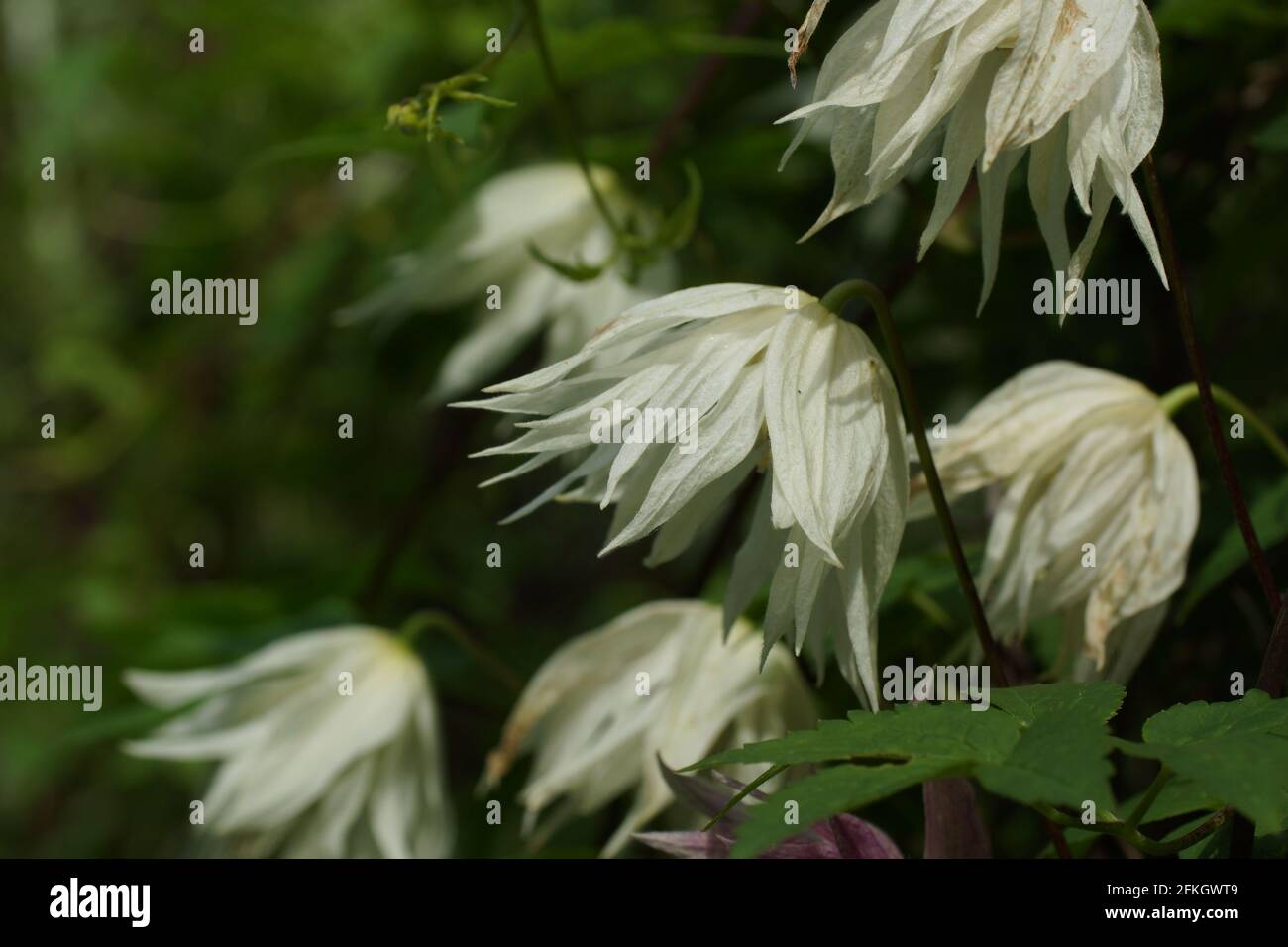 Doble blanco Atragene (clematis) variedad Limón sueño florece en la pared en el jardín. Hermosas flores blancas de verano en un jardín vertical jardinería. Foto de stock