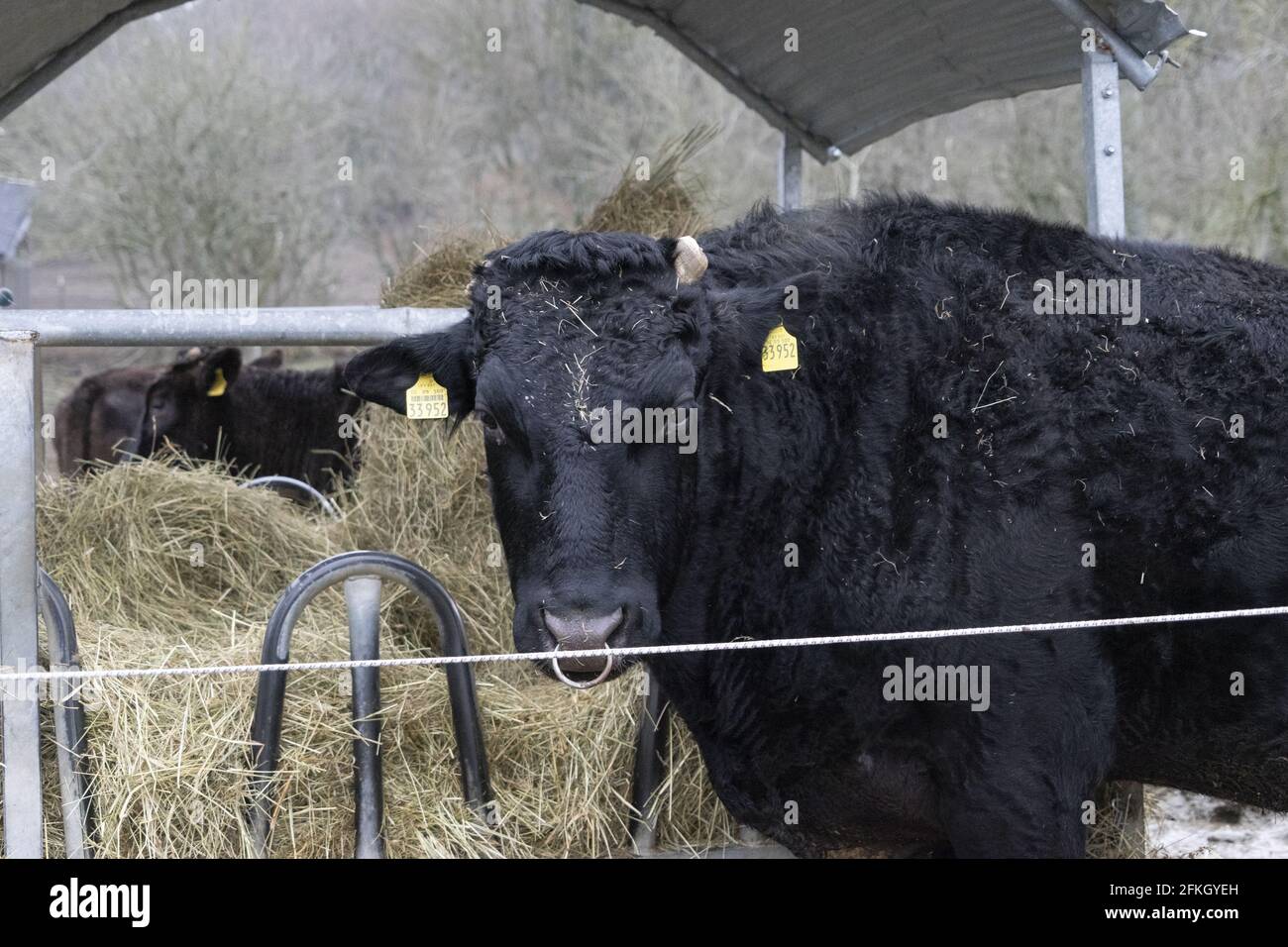 Primer plano de una vaca de raza Angus de Aberdeen pastando en el granja Foto de stock