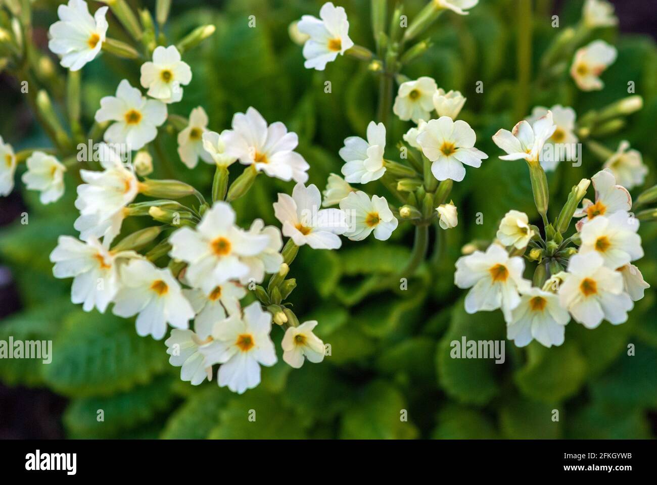 Flores inglesas de onagra en el jardín Foto de stock