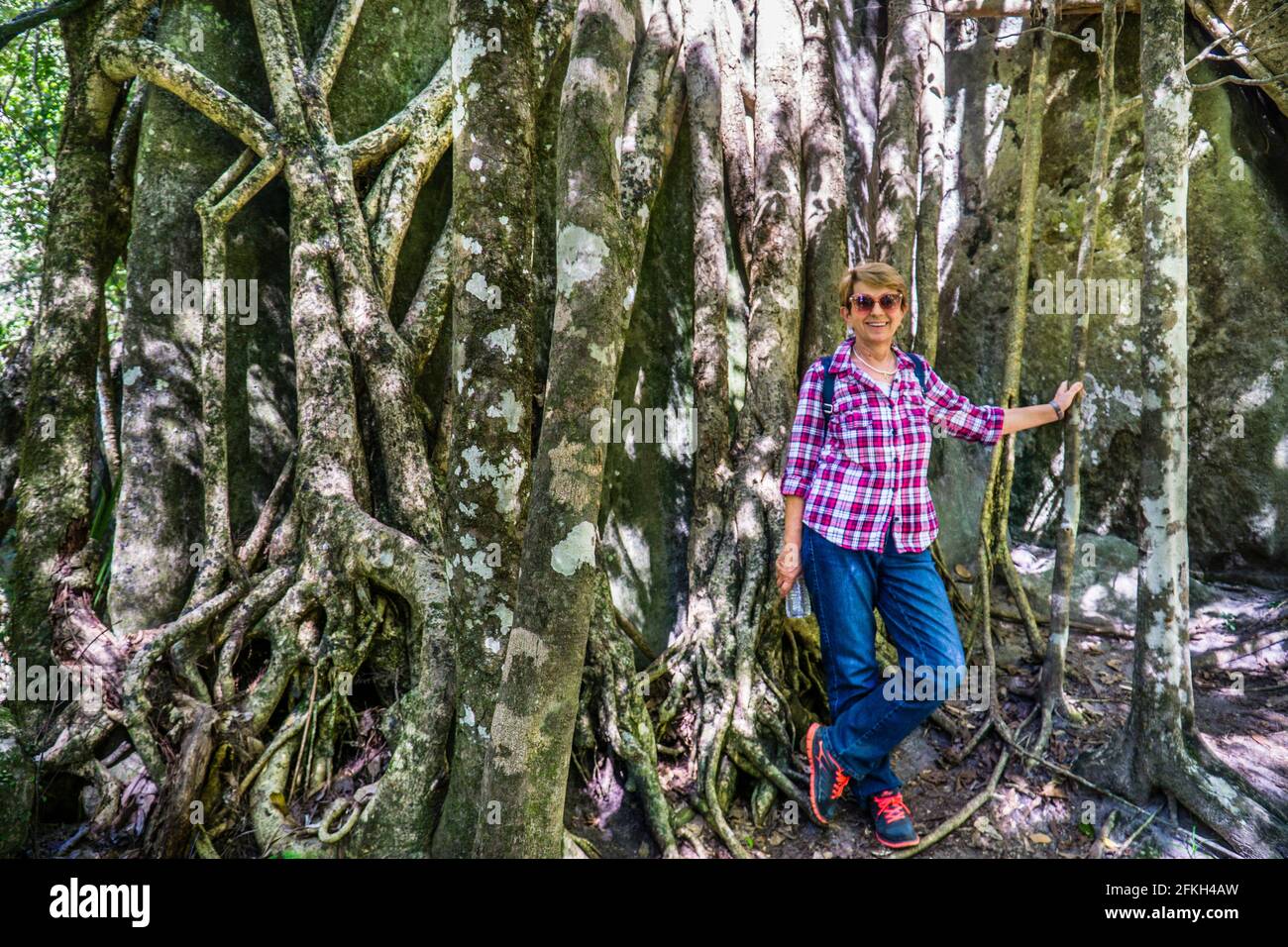 Malla de raíces de un árbol baniano en la garganta de Carnarvon, Parque Nacional de Carnarvon, Región de Maranoa; Queensland Central, Australia Foto de stock