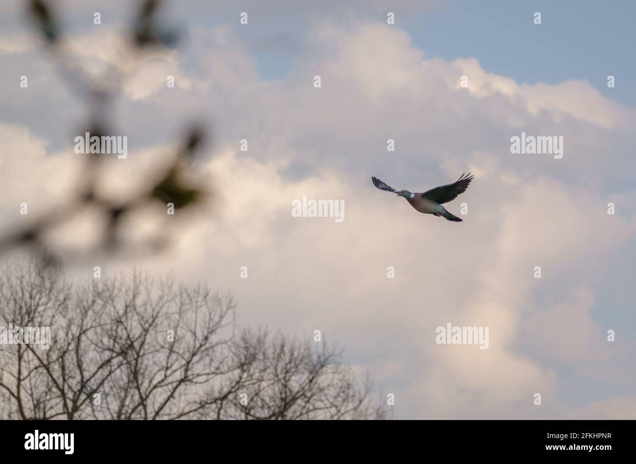 paloma de madera en pleno vuelo bajo un cielo nublado de primavera Foto de stock