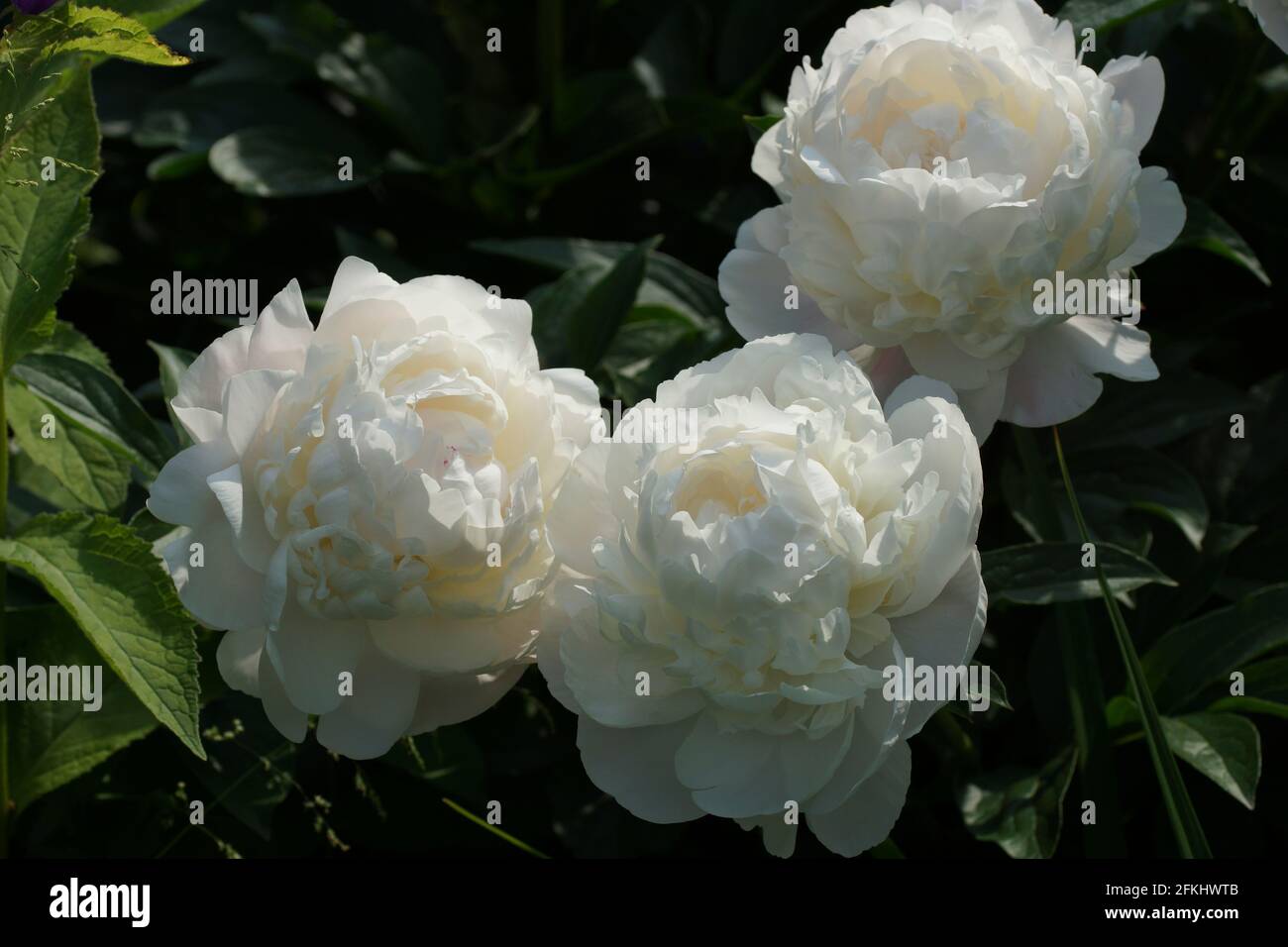 Corinne Wersan peonía. Doble peonía blanca. Paeonia lactiflora (Chino o  peonía peonía jardín común Fotografía de stock - Alamy