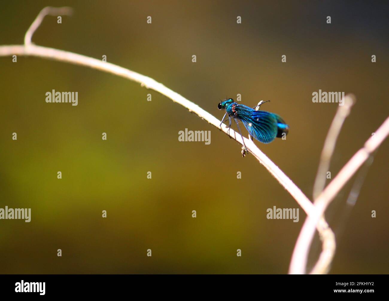 Azul iridiscente macho con bandas de damselfly de demoiselle (Calopteryx splendens) perchándose sobre una ramita por encima de un arroyo. Foto de stock