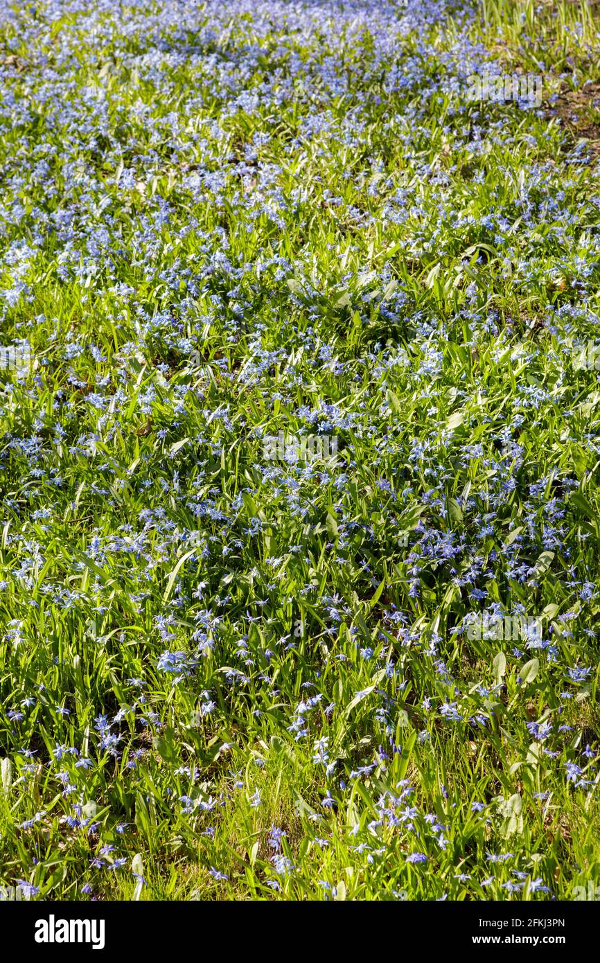 Scilla siberica flor en el parque en el día de primavera Foto de stock