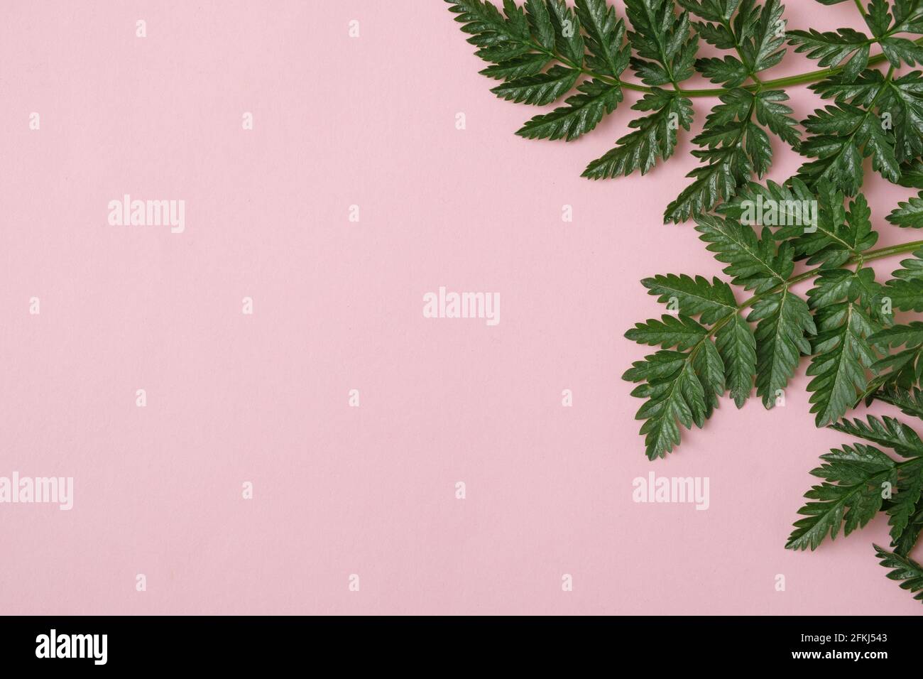 Hojas verdes sobre fondo rosa pastel con espacio de copia - Plantilla para  una invitación o texto de anuncio - Natural hoja verde sobre fondo  brillante Fotografía de stock - Alamy