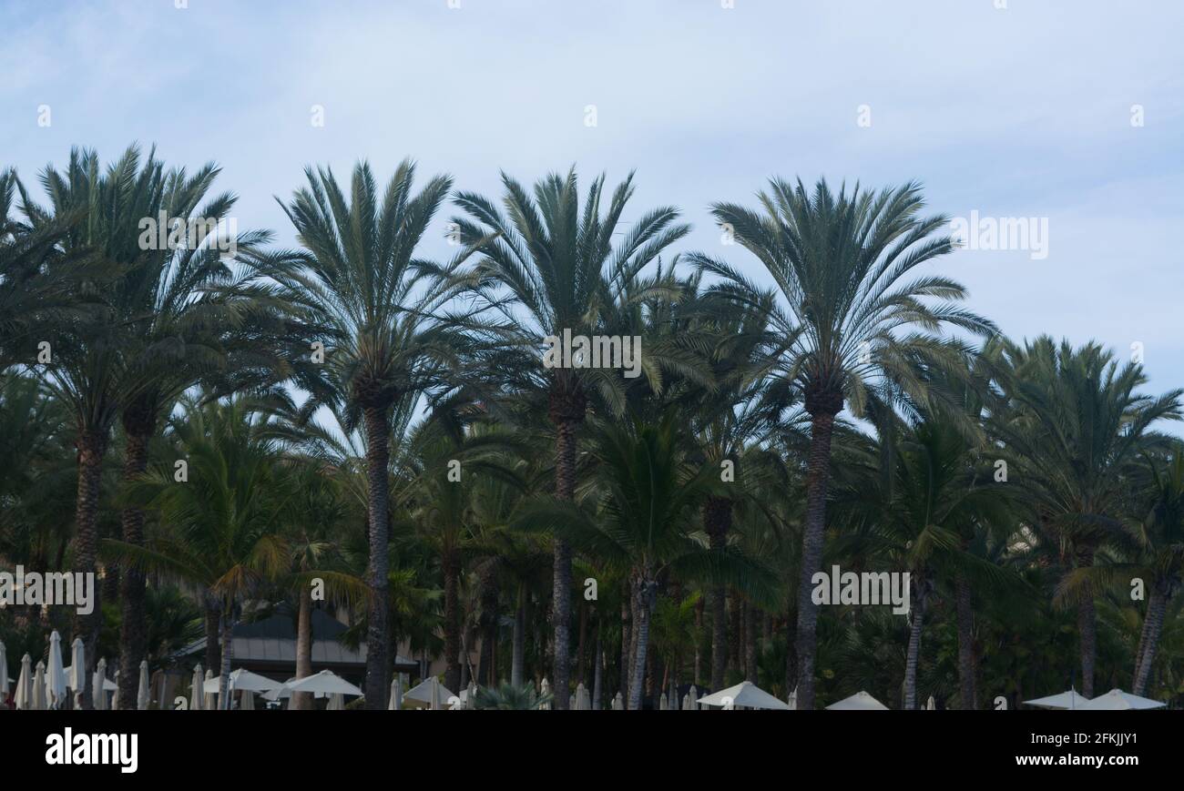 Palmeras en Gran Canaria. Jardín de árboles de palmeras. Jardín de palmeras en una calle de Gran Canaria Foto de stock
