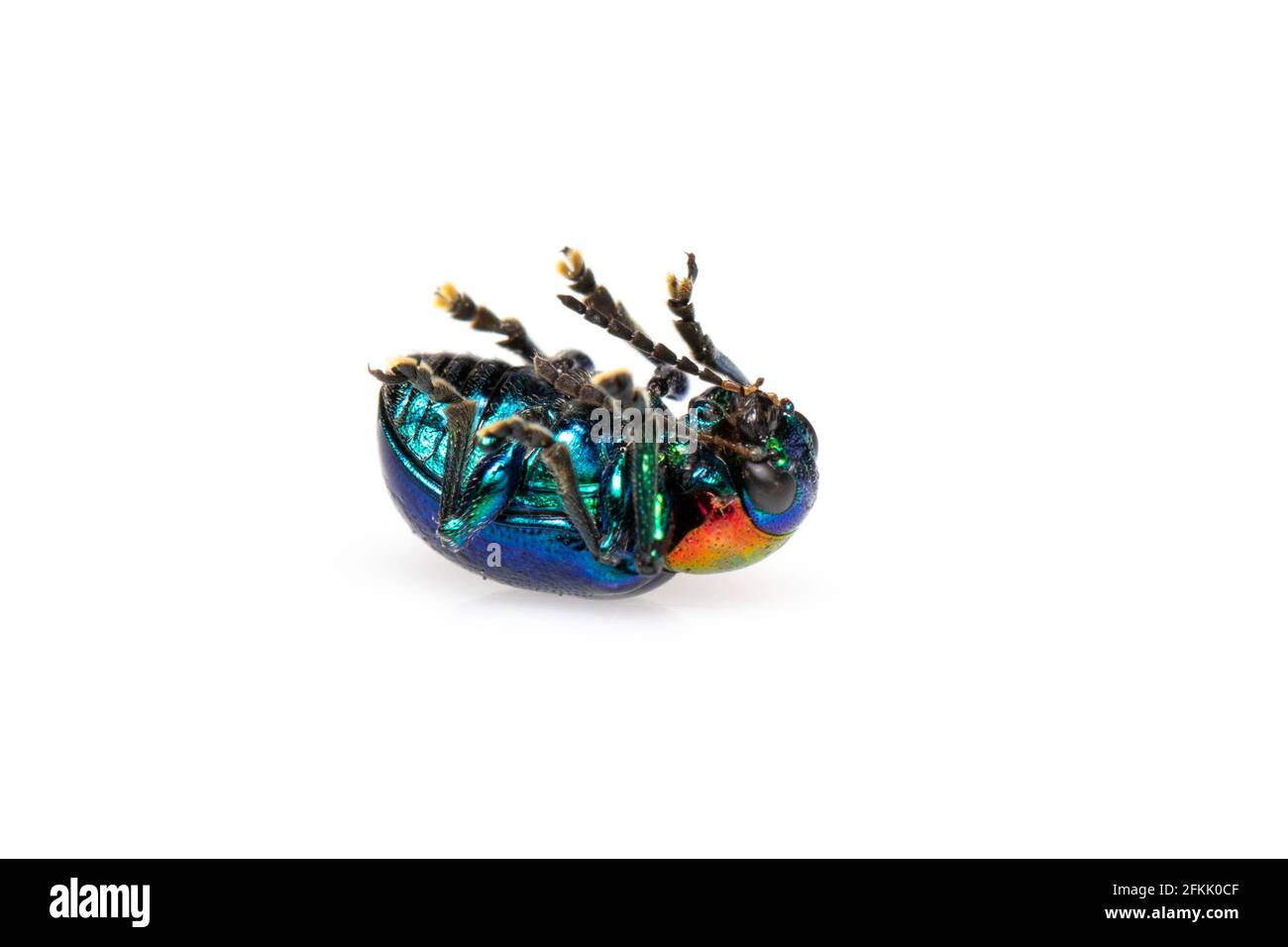Imagen del escarabajo azul de la maleza tiene alas azules y una cabeza roja aislada sobre fondo blanco. Insecto. Animal. Foto de stock