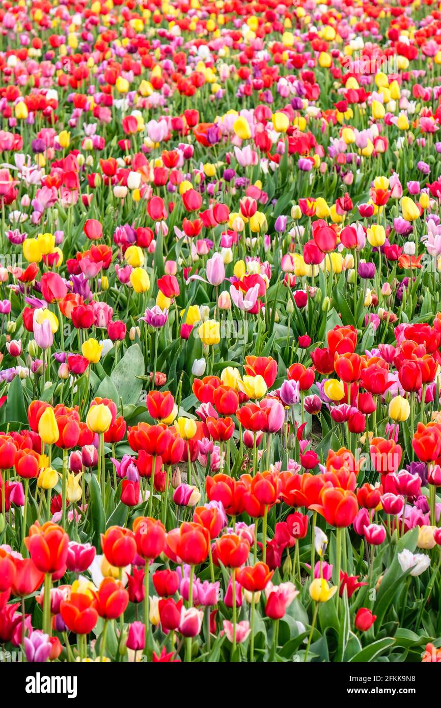 Tulipanes de colores brillantes en flor Fotografía de stock - Alamy
