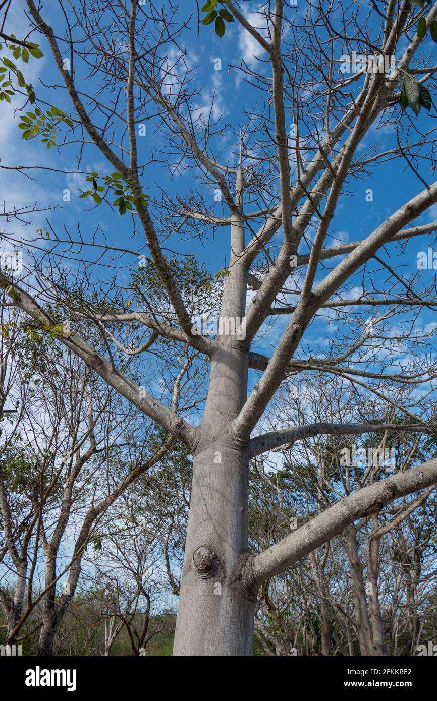 La ceiba o pochote ceiba pentandra es un árbol de la América tropical  considerado como sagrado por los mayas llega a medir más de 30 metros y su  tronc Fotografía de stock -