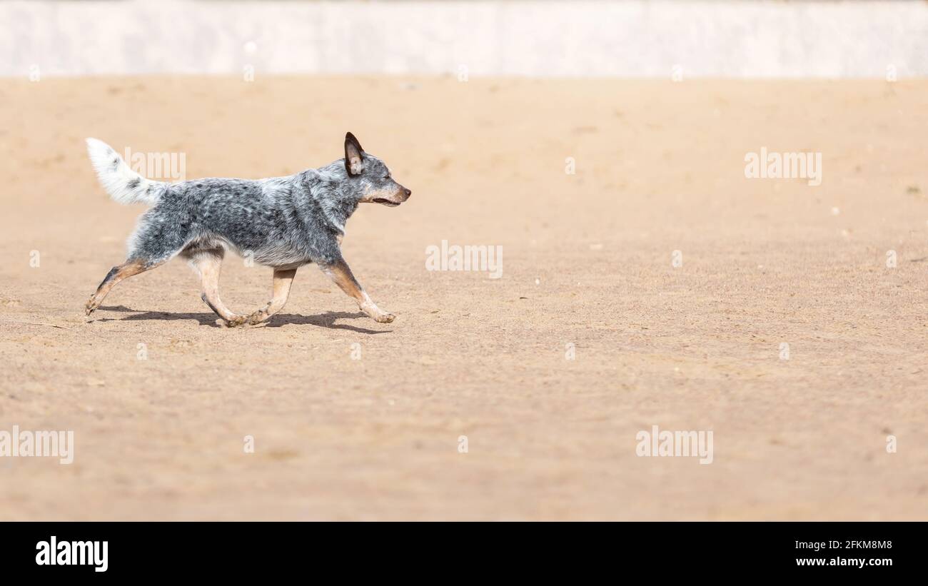 Perro de ganado australiano o heeler azul corriendo sobre la arena en la playa Foto de stock