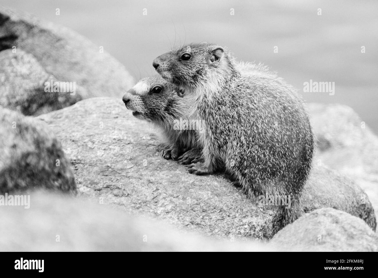 Dos marmotas de vientre amarillo en el este de Washington Foto de stock