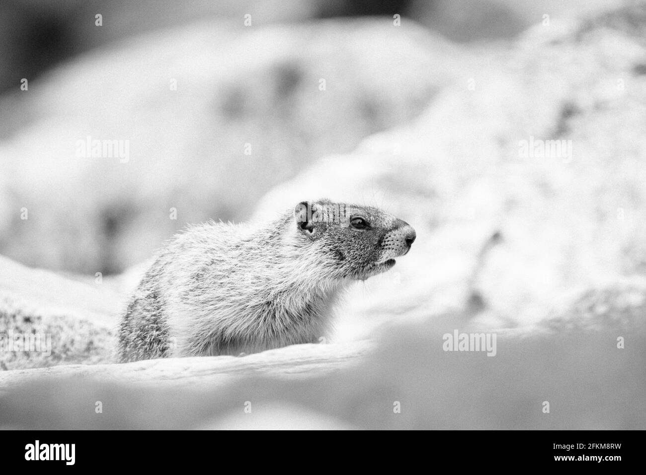 Vista lateral de una marmota en el este de Washington Foto de stock