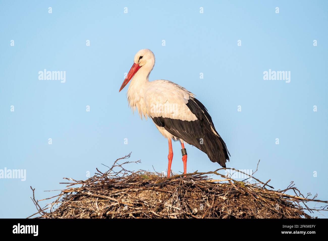 Cerdo Blanco en el nido, Clapper Stork (Ciconia ciclonia), Cantón de Zurich, Suiza Foto de stock