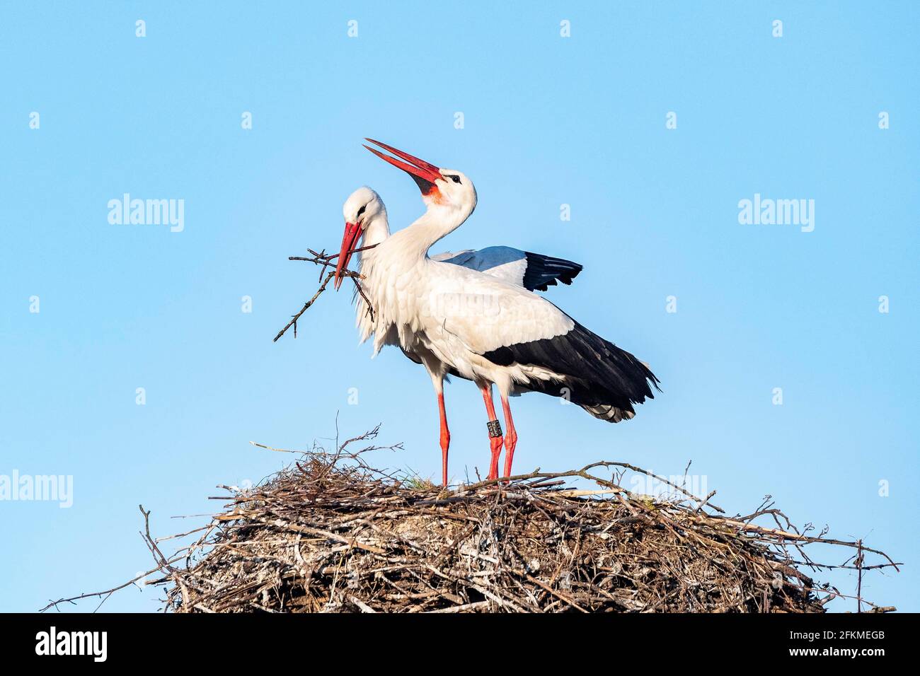 Cigüeña blanca en nido, pareja, Clapper Stork (Ciconia ciclonia), Luetzelsee, Cantón de Zurich, Suiza Foto de stock