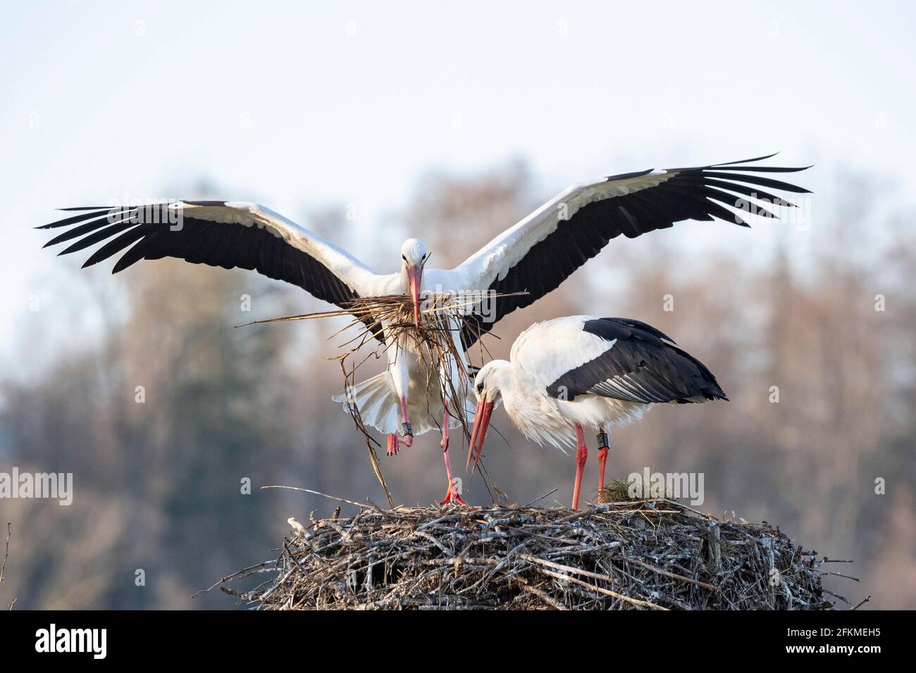 Cigüeña blanca en nido, pareja, Clapper Stork (Ciconia ciclonia), Luetzelsee, Cantón de Zurich, Suiza Foto de stock