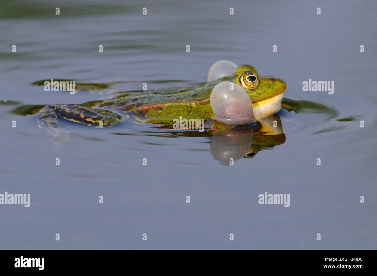 Rana de agua (Rana esculenta), burbujas de sonido, burbuja de sonido,  croaking, lateral, Alemania Fotografía de stock - Alamy