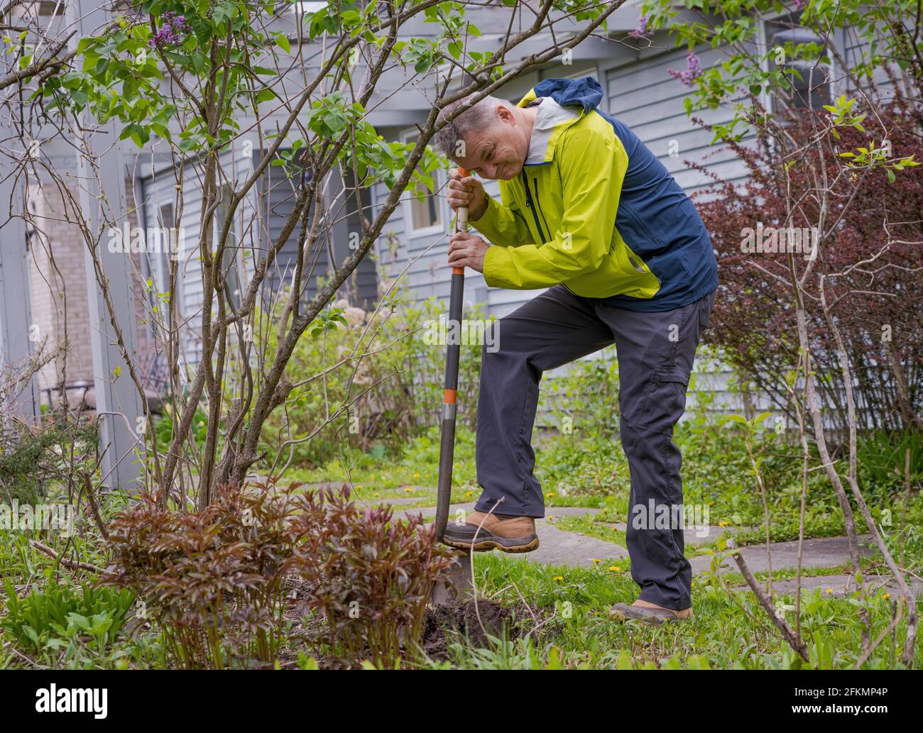 El hombre maduro cava agujero en el jardín de Nueva York Foto de stock