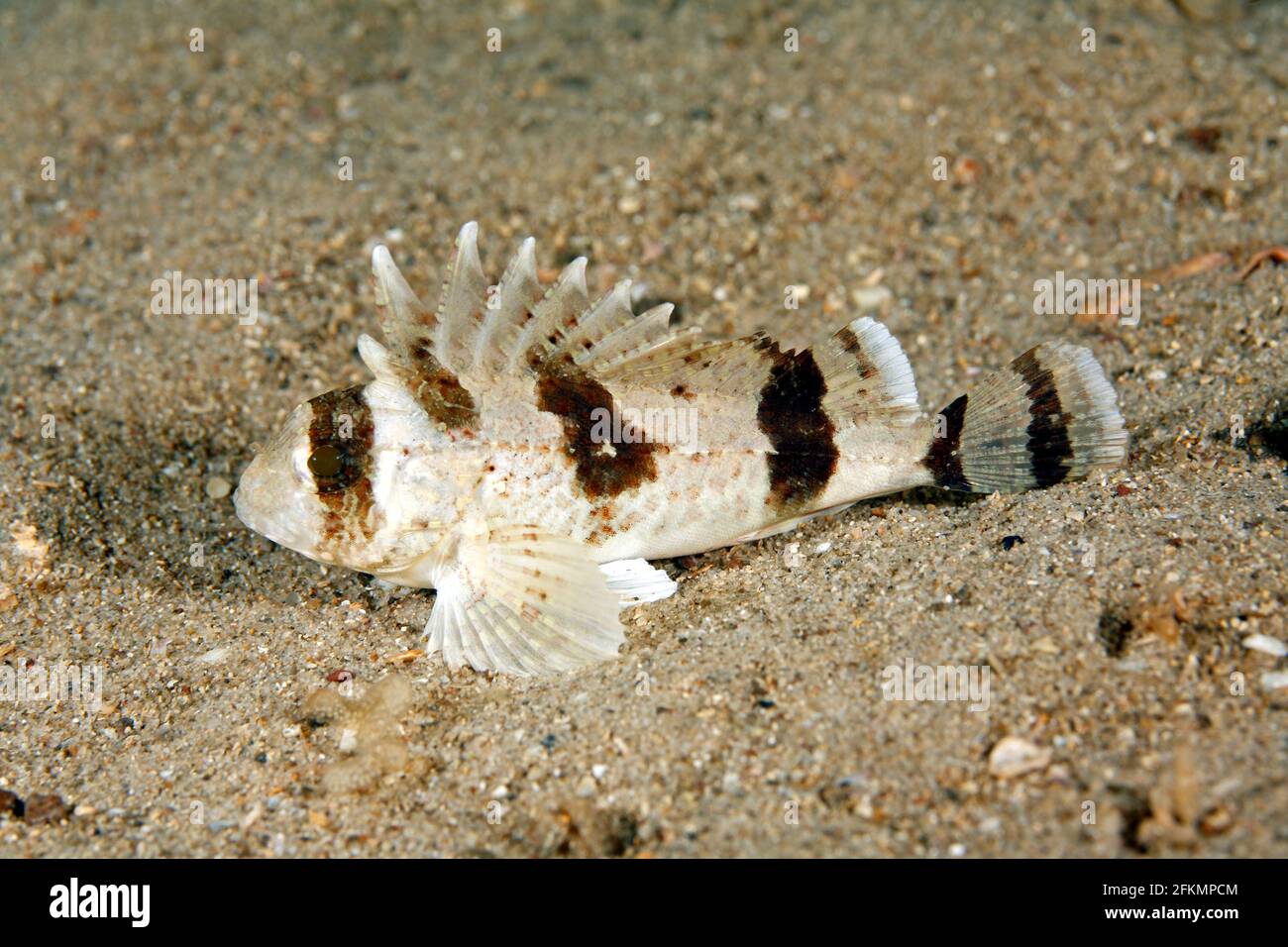 Fortescue oriental, Centropogon australis. Este pez tiene espinas dorsales venenosas. También conocido como Southern Bullrout y Southern Fortesque. Nelson Bay Foto de stock