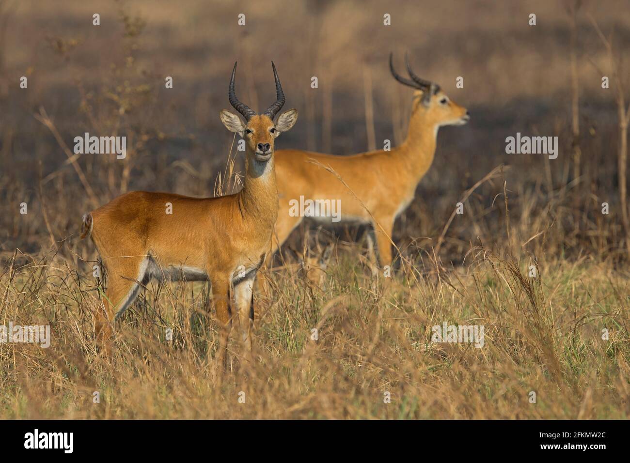 Dos kob ugandeses en la pradera de la Reserva de Vida Silvestre Semuliki Foto de stock