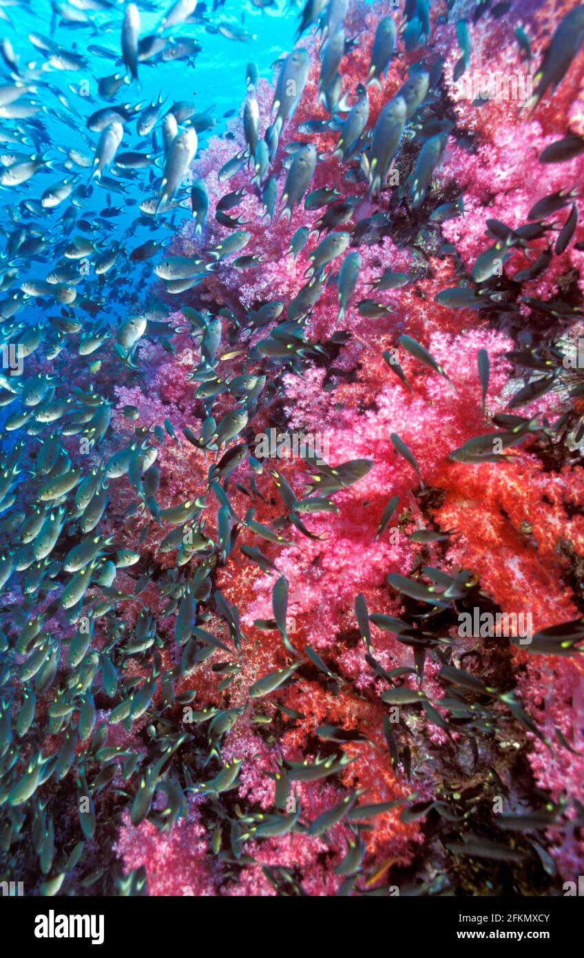 Arrecife escénico con corales blandos y mejillones Mar de Andamán Tailandia Foto de stock