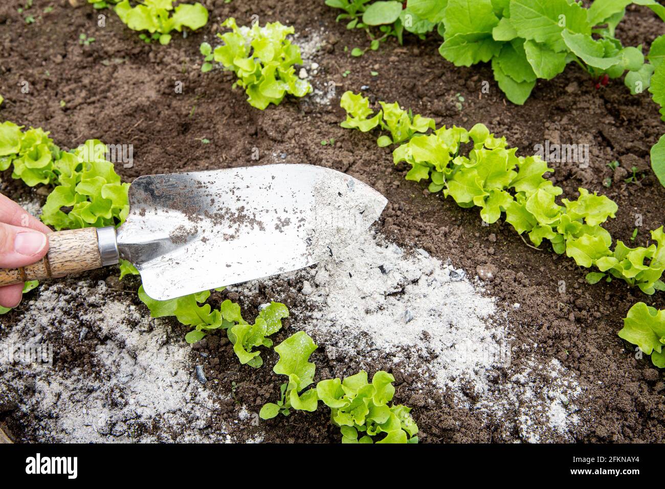 El proceso de aplicar un spray repelente al agua en los zapatos de  demi-temporada de nobuck de los hombres negros Fotografía de stock - Alamy