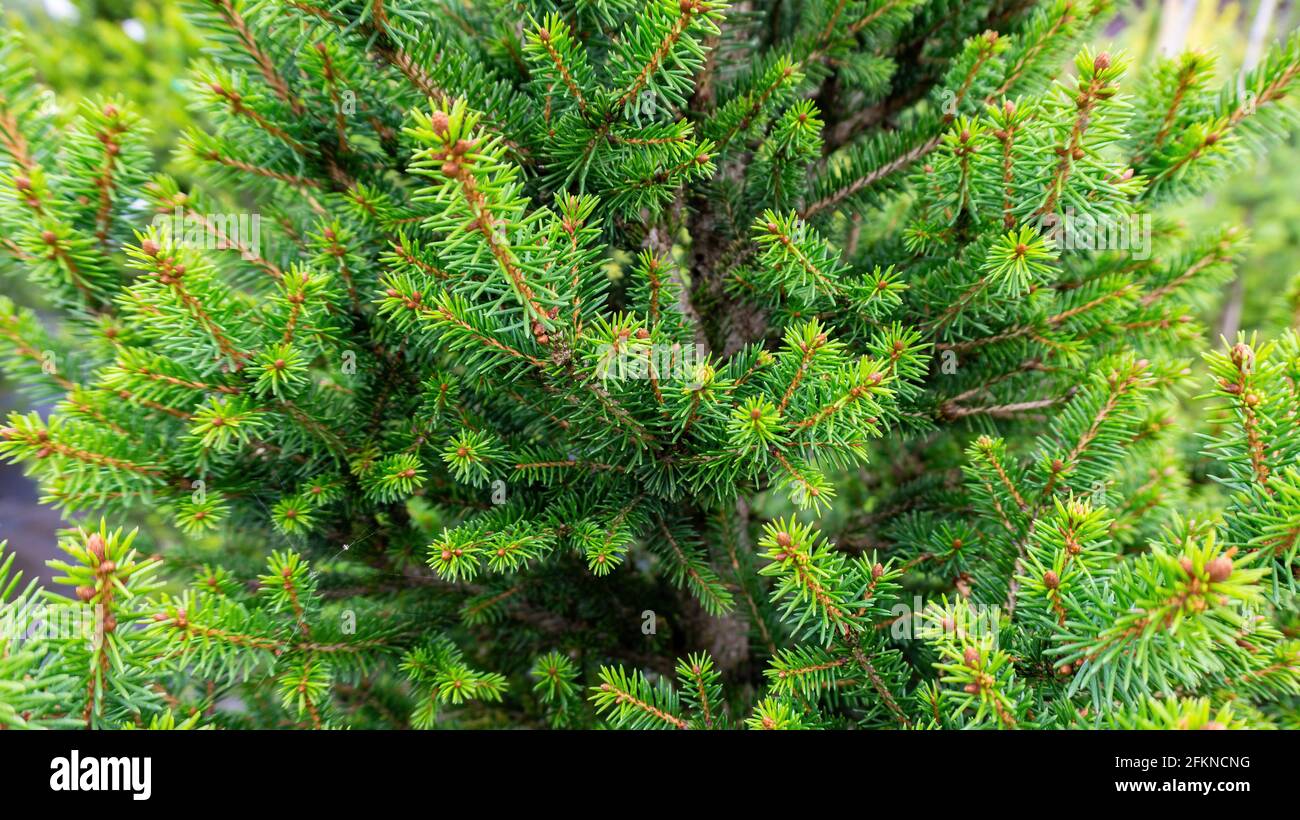 Macro foto de ramas de abeto. Fondo de primeros planos con espacio de copia. Venta de árboles de Navidad. Fondo verde de Navidad. Foto de stock