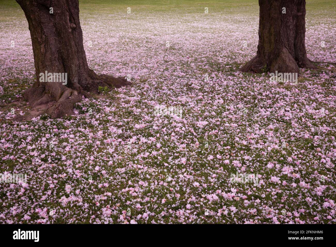 Pétalos volados de los cerezos se encuentran en el suelo en el Parque del Rin en el distrito Deutz, zona de recreación local, Colonia, Alemania. Abgewehte Blu Foto de stock