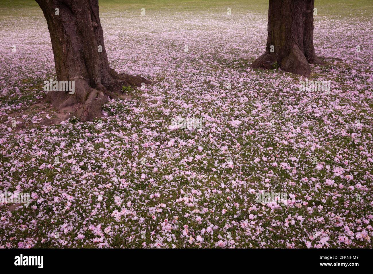 Pétalos volados de los cerezos se encuentran en el suelo en el Parque del Rin en el distrito Deutz, zona de recreación local, Colonia, Alemania. Abgewehte Blu Foto de stock