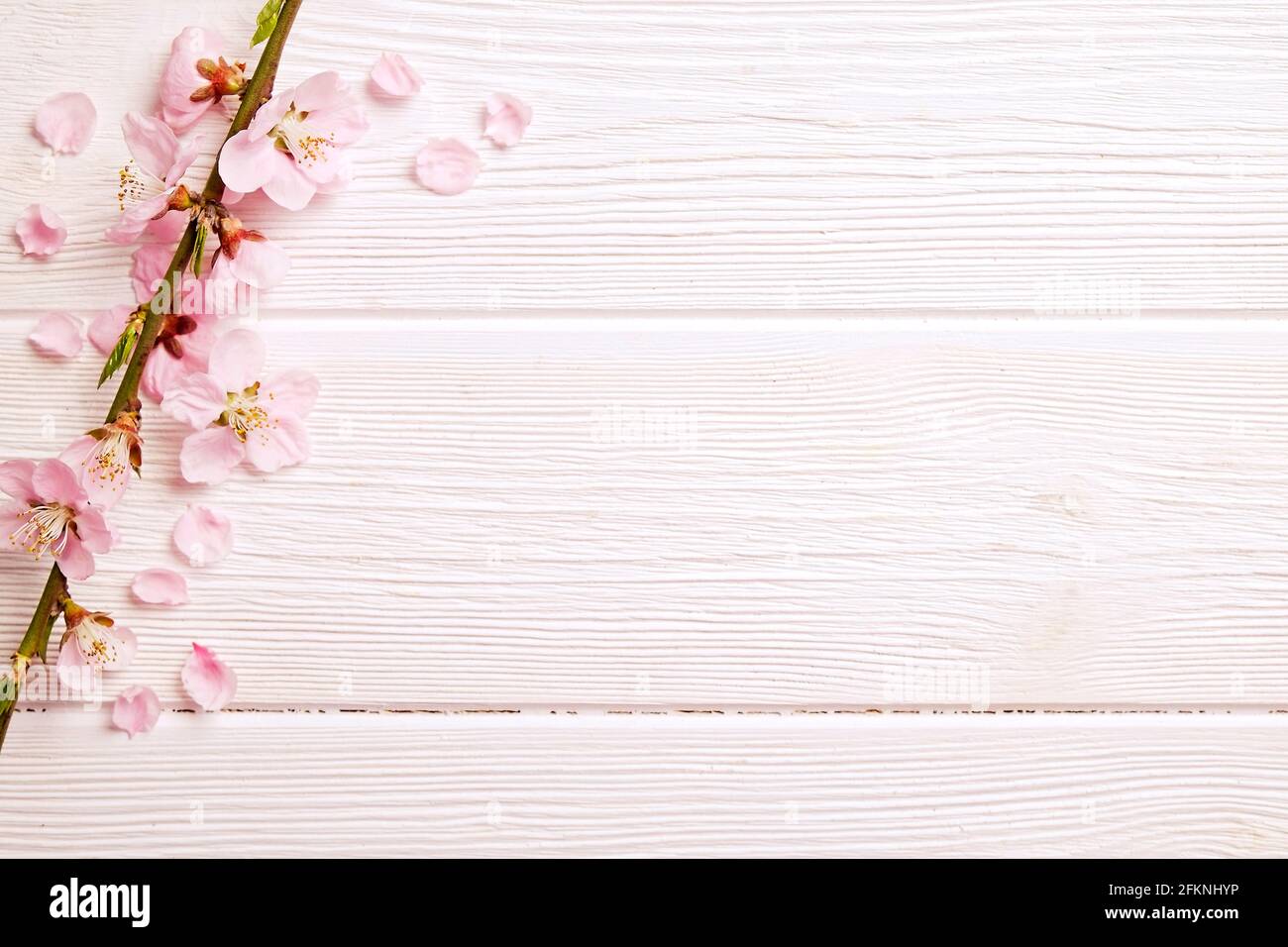 Una sola primavera de flores con una gran cantidad de flores rosas sobre  fondo blanco de madera. Composición rústica, muchas flores de árboles  primaverales en madera vintage te Fotografía de stock -