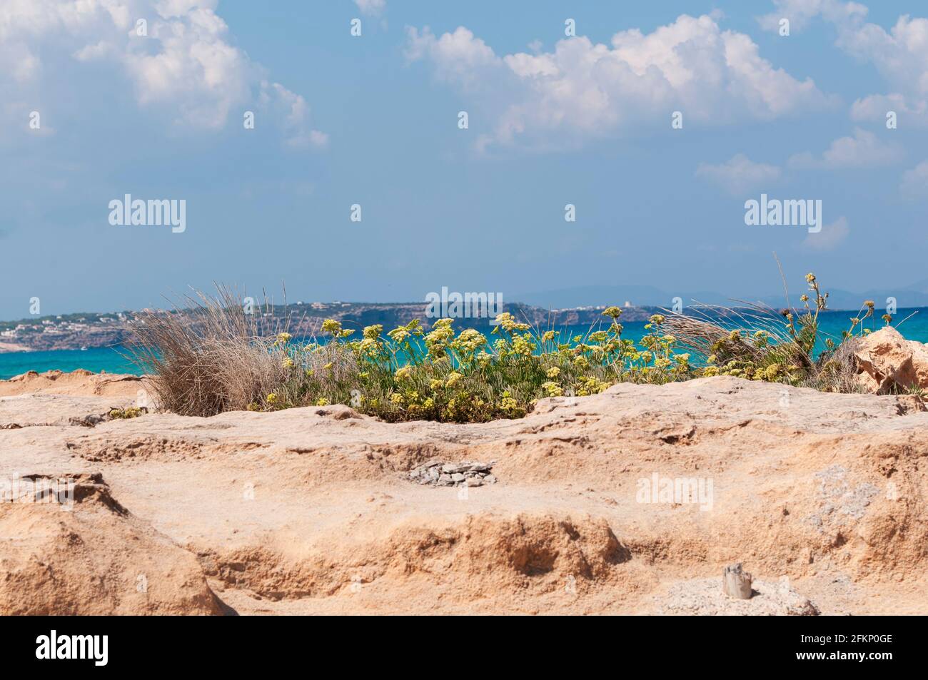 Crithmum maritimum o comúnmente conocido como glasswort, hinojo de mar, y simplemente glasswort, en la costa rocosa de la isla mediterránea de Formentera en S. Foto de stock