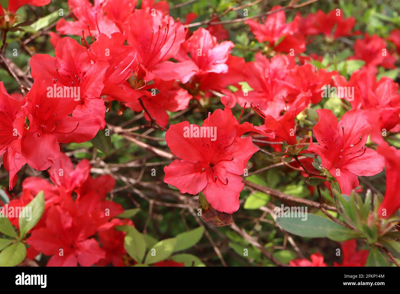 Azalea / Rhododendron «Vuyks Scarlet» (cultivar holandés Kurume azalea)  Flores pequeñas en forma de embudo rojo, mayo, Inglaterra, Reino Unido  Fotografía de stock - Alamy