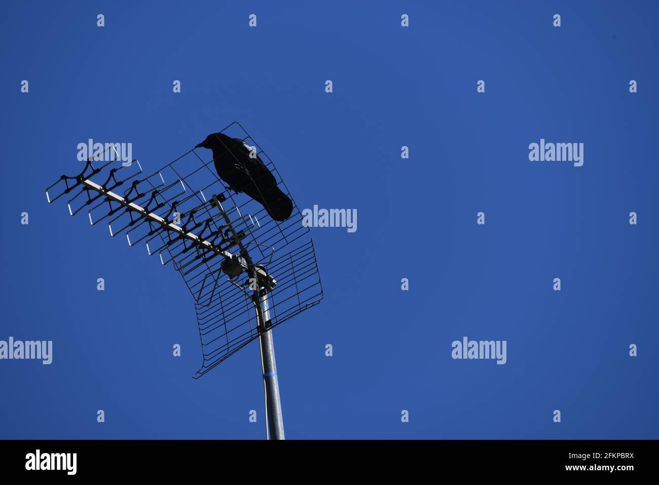 Alter Rabe auf einer Fernsehantenne sitzend gegen den strahlend blauen Himmel Foto de stock