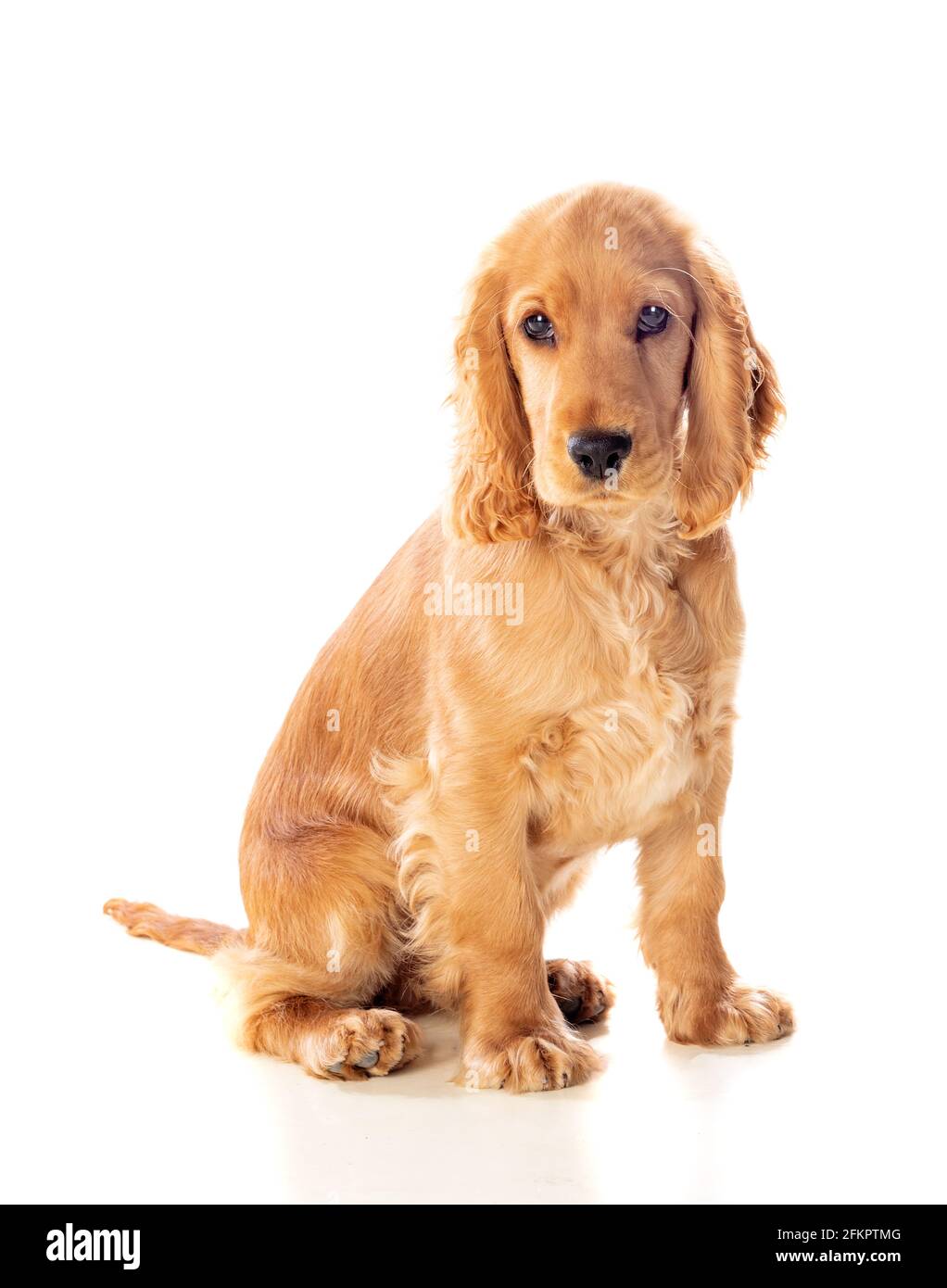 Pequeño cocker spaniel perro con un hermoso cabello rubio aislado sobre un  fondo blanco Fotografía de stock - Alamy