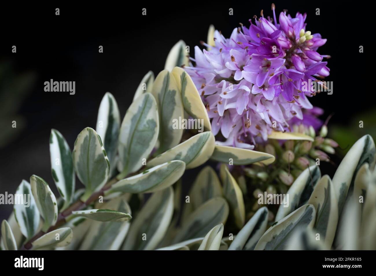 Flor púrpura floreciente de Hebe x franciscana 'Blue Gem' con hojas verdes sobre fondo negro Foto de stock