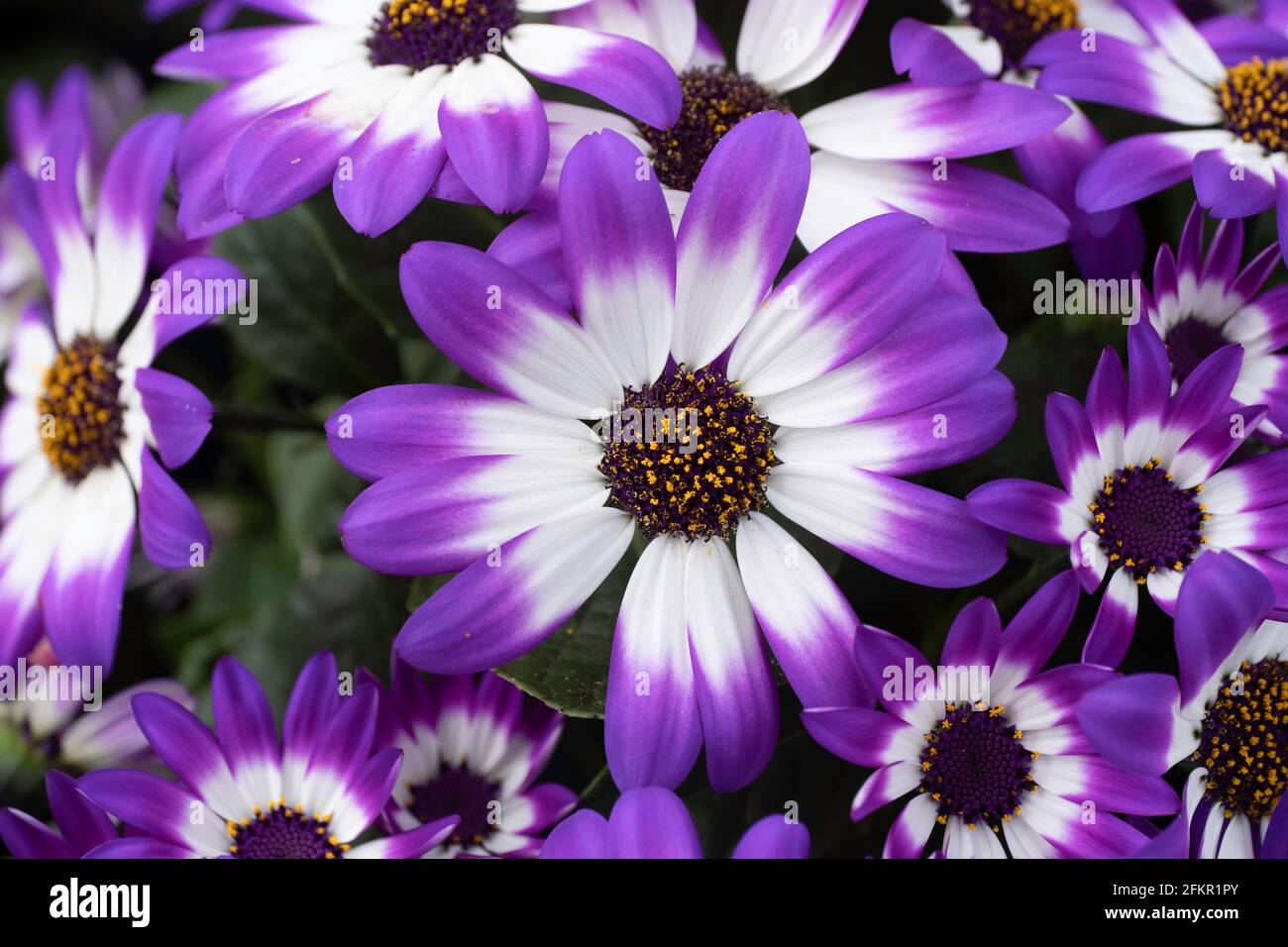 Hermosos cortacéspedes del Senecio Senetti con azul brillante y. pétalos blancos en flor durante la primavera Foto de stock