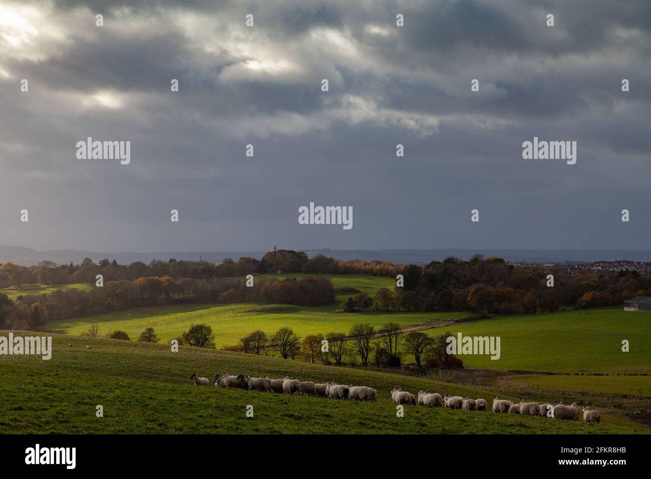 Un rebaño de ovejas en la colina recién formada en el antiguo yacimiento minero de Opencast en Muir Dean, cerca de Crossgates, Fife, Escocia Foto de stock