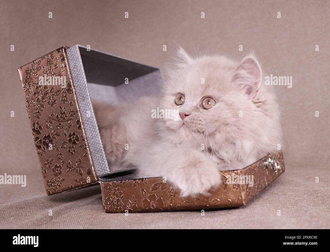Simba el británico Longhair Kitten Foto de stock