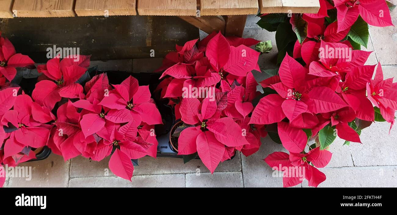 Flor de víspera de navidad fotografías e imágenes de alta resolución - Alamy